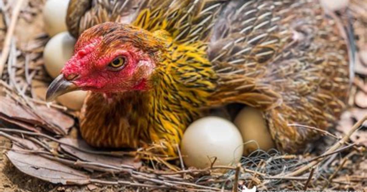 Does a Brooding Hen Lay Eggs?