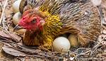 Does a Brooding Hen Lay Eggs?
