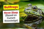Does a Bullfrog Sleep?