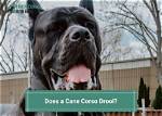 Does a Cane Corso Slobber?