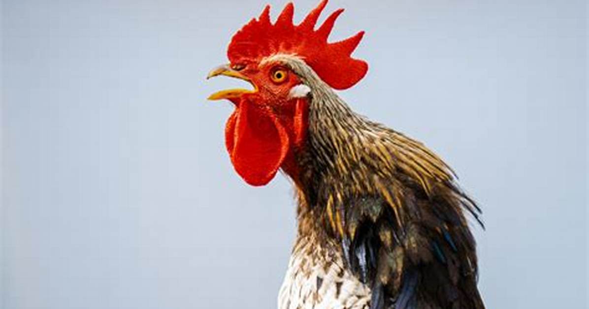 Does a Capon Crow?