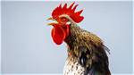 Does a Capon Crow?