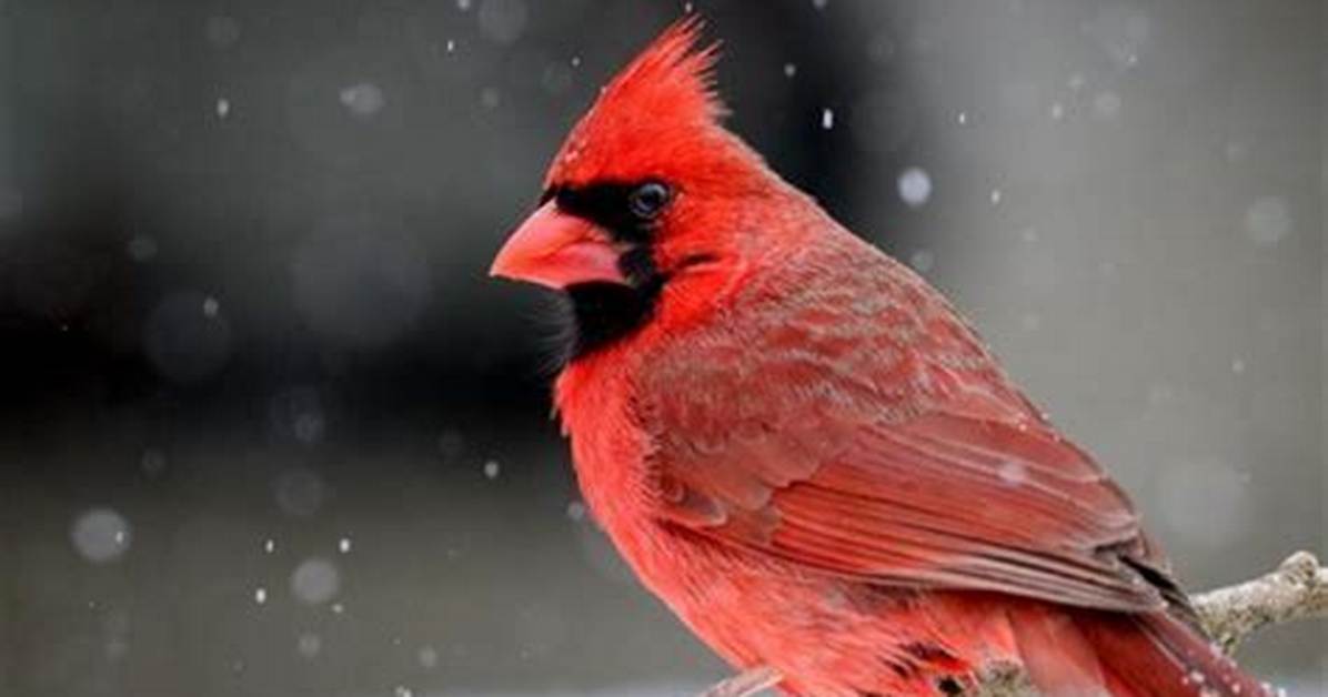 Does a Cardinal Have Teeth