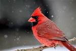 Does a Cardinal Have Teeth