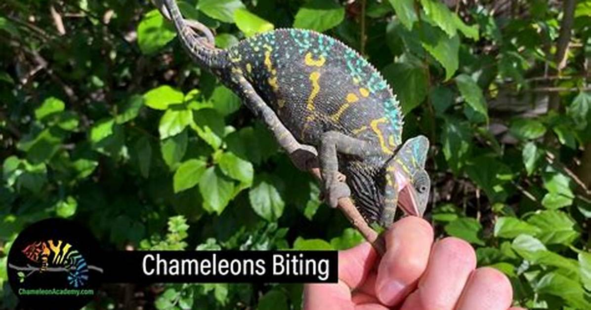 Does a Chameleon Bite?