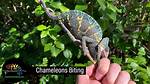 Does a Chameleon Bite?