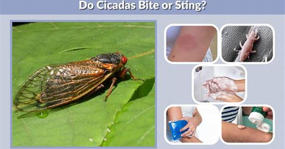 Does a Cicada Bite?