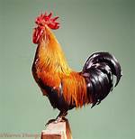 Does a Cockerel Crow?