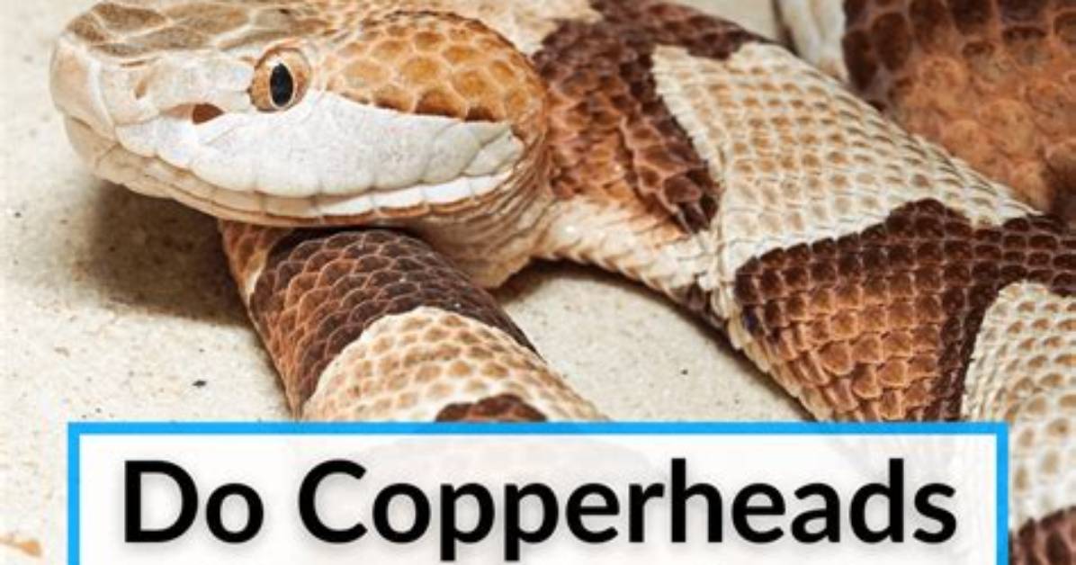 Does a Copperhead Rattle?