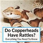 Does a Copperhead Rattle?