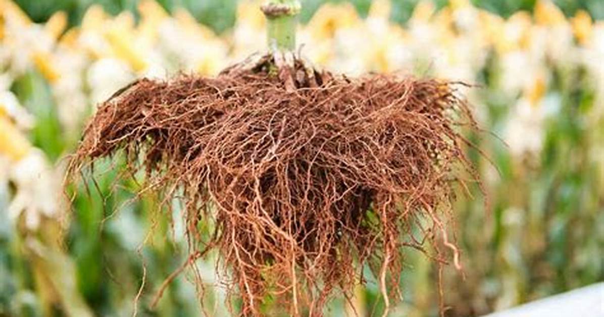 Does a Corn Have a Root?