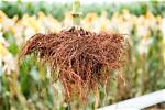 Does a Corn Have a Root?