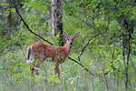 Does a Deer Make a Good Pet?