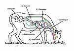 Does a Deer Ruminant?