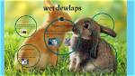 Does a Dewlap Go Away?