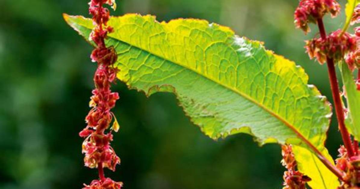 Does a Dock Leaf Help a Nettle Sting?