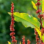 Does a Dock Leaf Help a Nettle Sting?