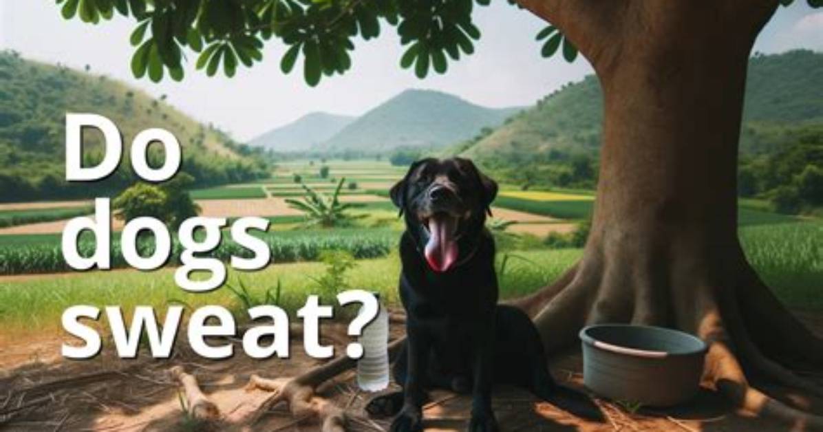 Does a Dog Sweat?