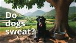 Does a Dog Sweat?