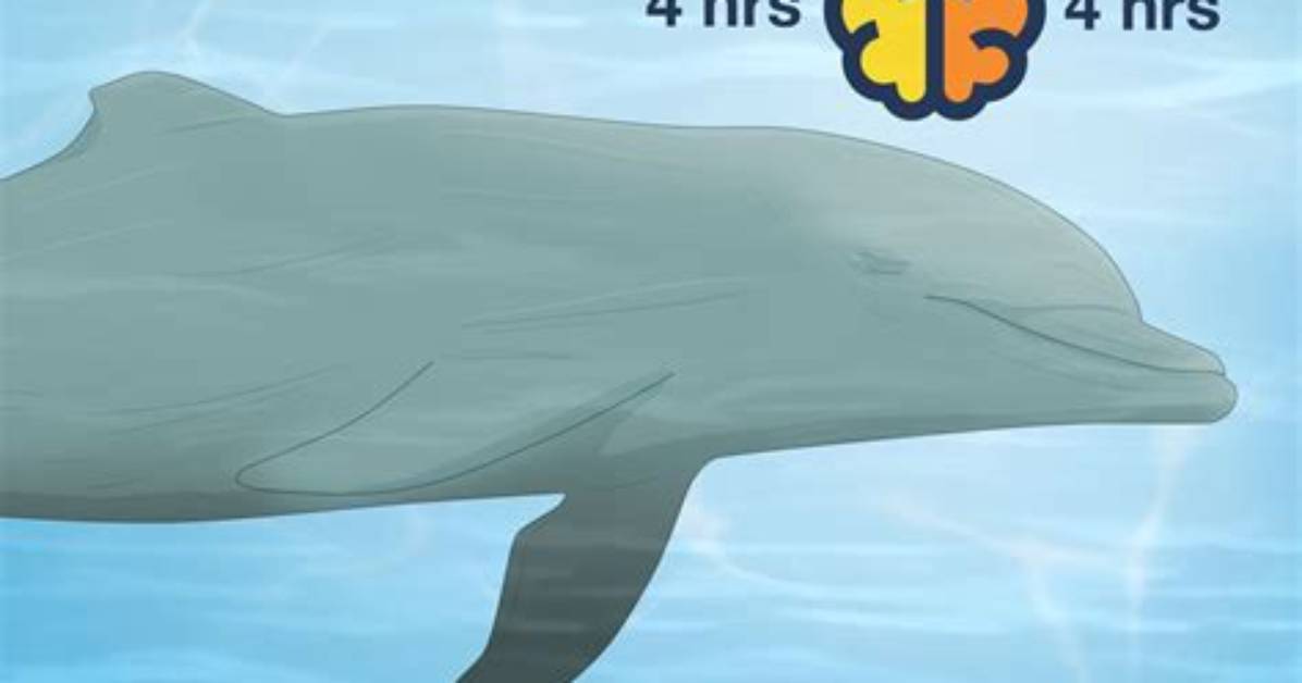 Does a Dolphin Sleep?
