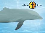 Does a Dolphin Sleep?