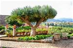 Does a Dragon Tree Need Drainage?