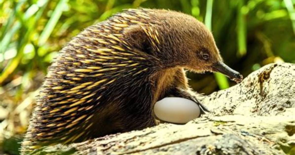 Does a Echidna Lay Eggs?