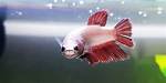 Does a Fish Have Teeth?
