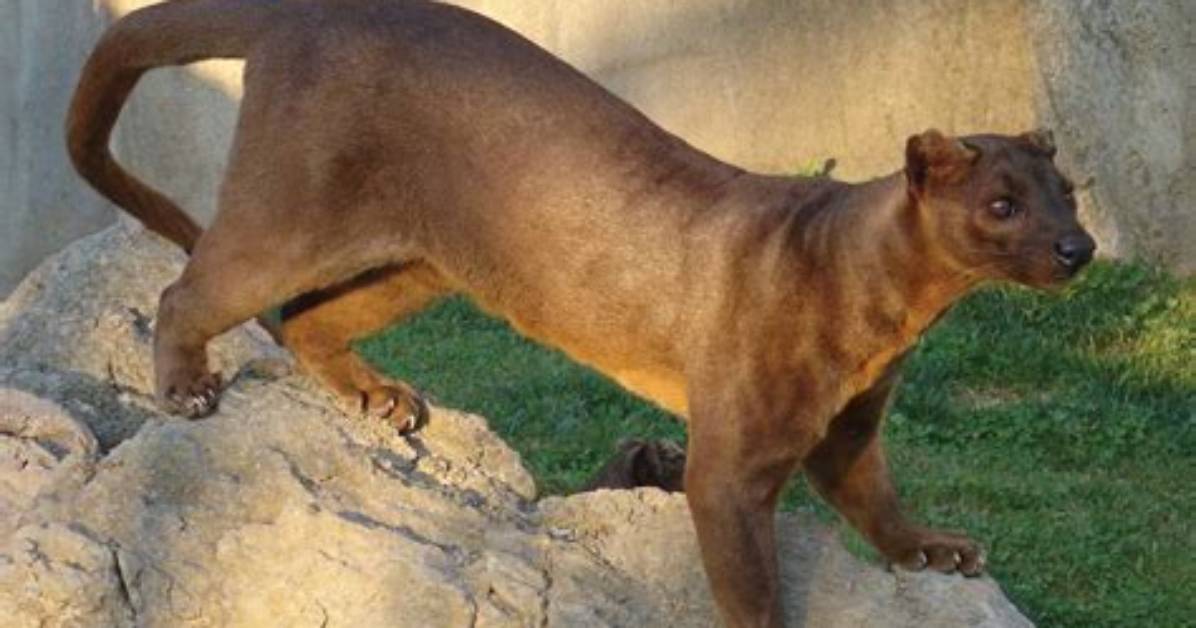 Does a Fossa Live?