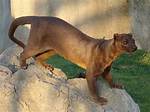 Does a Fossa Live?