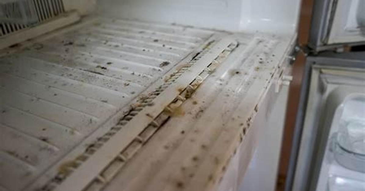 Does a Freezer Kill Mold