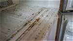 Does a Freezer Kill Mold