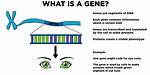 Does a Gene Do When It Has Been Turned on?