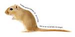 Does a Gerbil Have a Backbone?