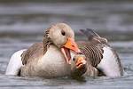 Does a Goose Bite Hurt?