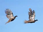 Does a Grouse Fly?