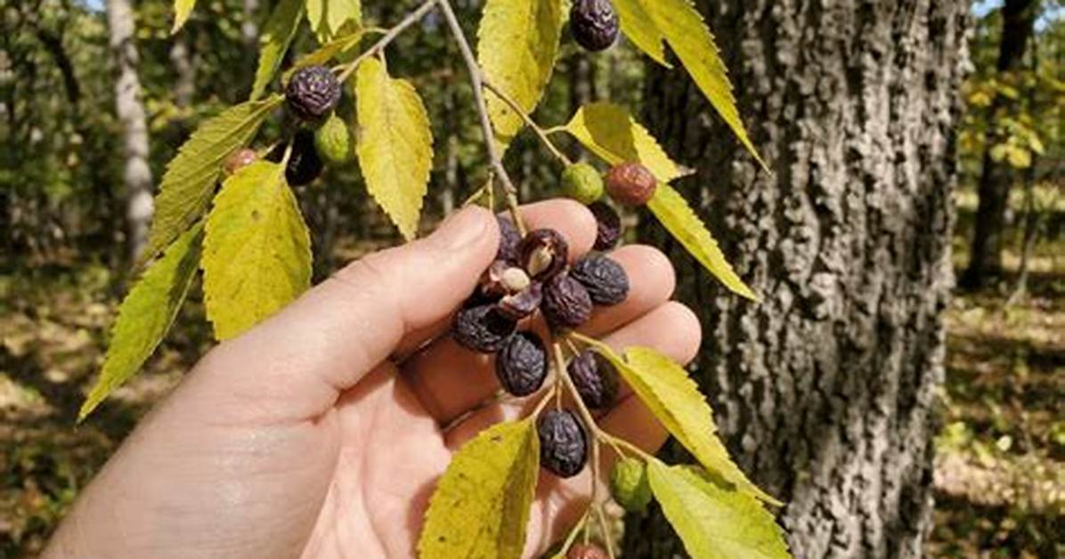 Does a Hackberry Tree Have Berries?