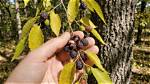 Does a Hackberry Tree Have Berries?