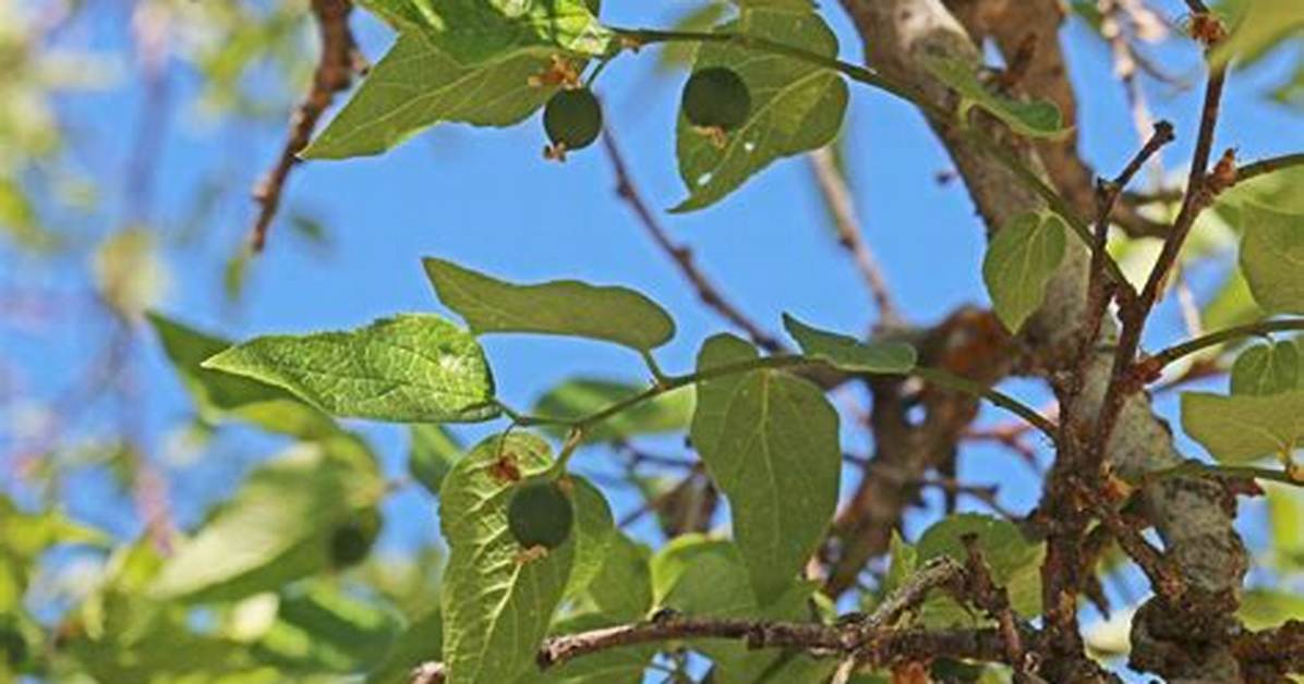 Does a Hackberry Tree Have Thorns?