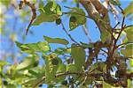 Does a Hackberry Tree Have Thorns?