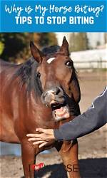 Does a Horse Bite Hurt?