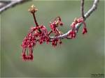 Does a Maple Tree Flower