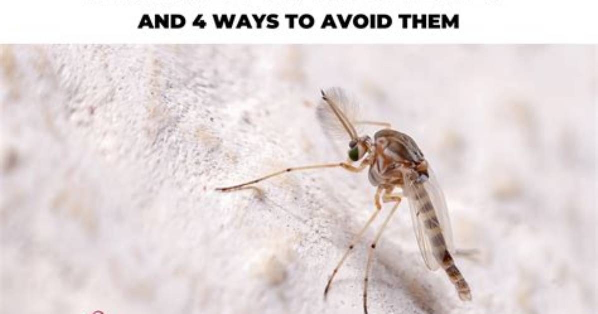Does a Midge Bite?