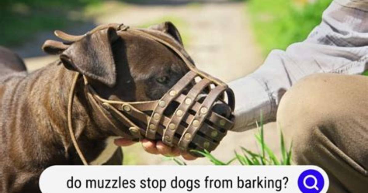 Does a Muzzle Stop Whining?