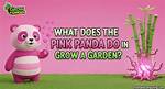 Does a Panda Pink?