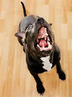 Does a Pitbull Bark?