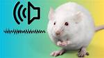 Does a Rat Make Noise?