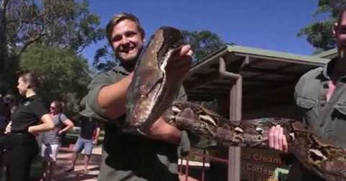 Does a Reticulated Python Weigh?