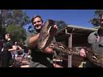 Does a Reticulated Python Weigh?