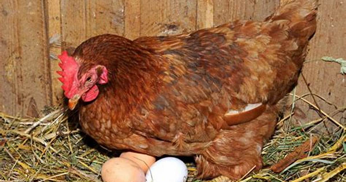 Does a Rooster Lay Eggs